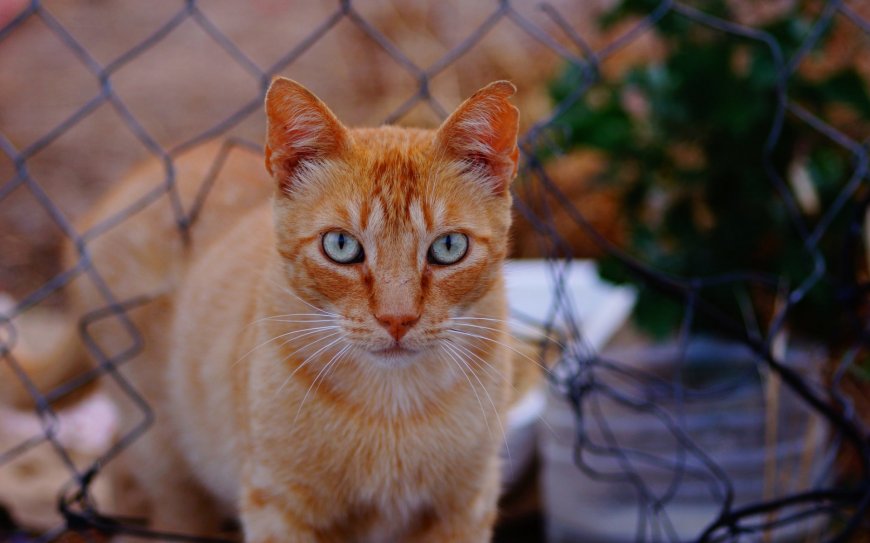 橘猫蓝眼凝视铁丝网前暖橙动物萌宠电脑壁纸