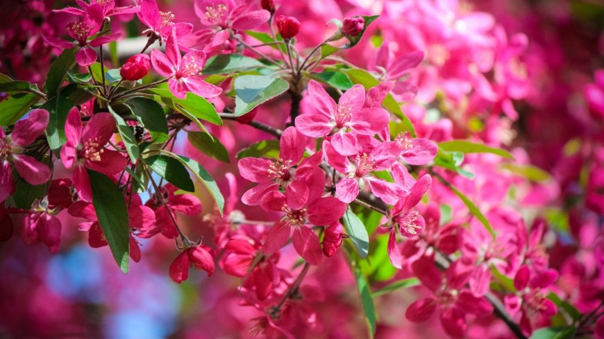 粉红海棠花枝繁叶茂绿叶衬托鲜亮花卉植物电脑壁纸