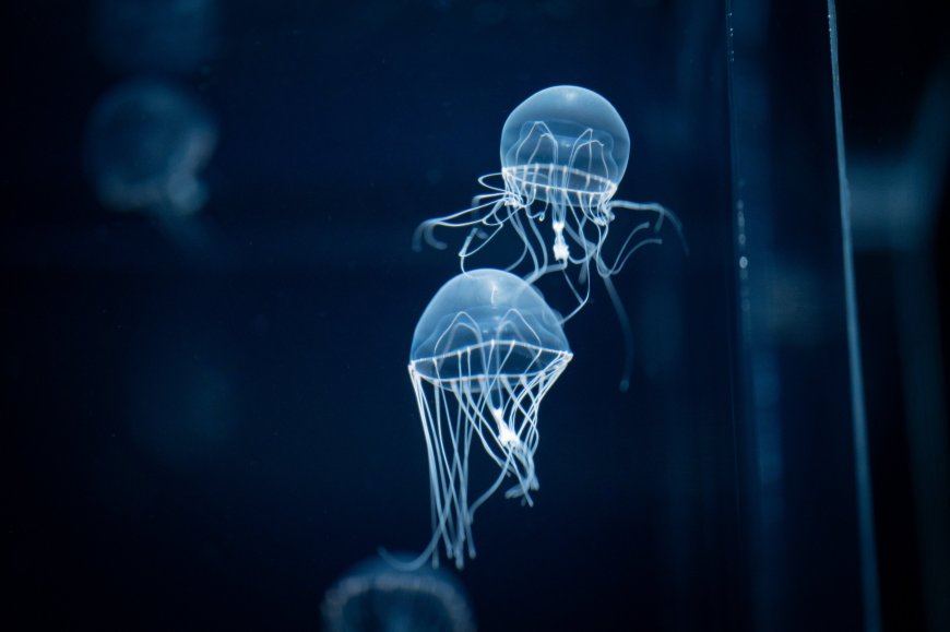 水母透明伞状触须飘逸深蓝海洋生物静物特写创意电脑壁纸