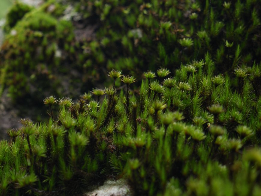 青翠苔藓微距特写湿润绿意自然风景电脑壁纸