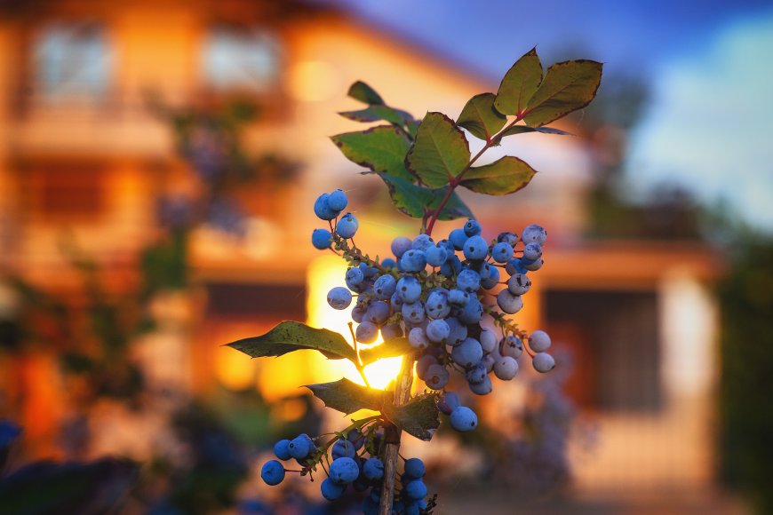 蓝莓果实挂枝头夕阳透光蓝紫花卉植物电脑壁纸