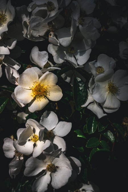白玫瑰花瓣层叠光影交错暗绿背景花卉植物手机壁纸