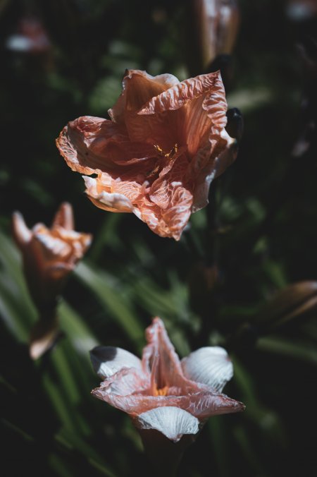 橙粉花瓣层叠透光暗绿背景花卉植物手机壁纸