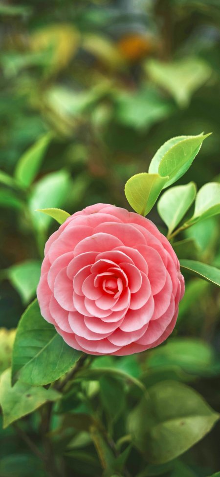 粉红山茶花层层叠瓣绿叶衬托柔美花卉植物手机壁纸