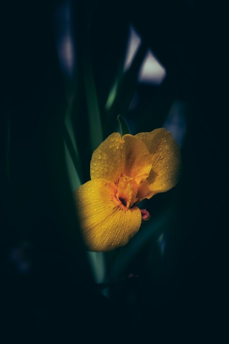 黄鸢尾花露珠晶莹暗蓝花卉植物手机壁纸