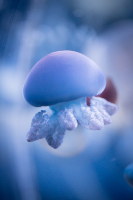 蓝色水母漂浮水中梦幻蓝紫自然风景手机壁纸