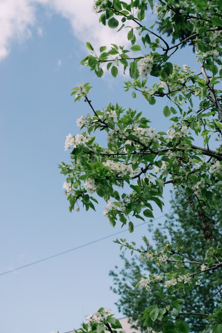 梨花枝头绽放白绿清新自然风景手机壁纸