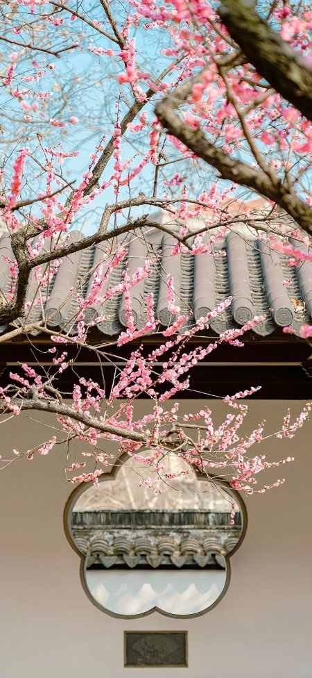 梅花绽放古建筑窗棂粉红人文风土手机壁纸
