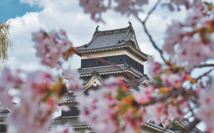 日本松本城樱花盛开古风建筑粉白人文风土电脑壁纸