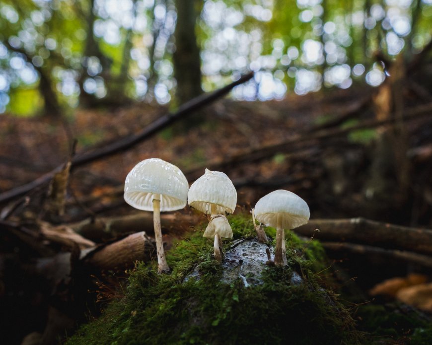 森林苔藓上三朵白蘑菇微光透亮绿褐自然风景电脑壁纸