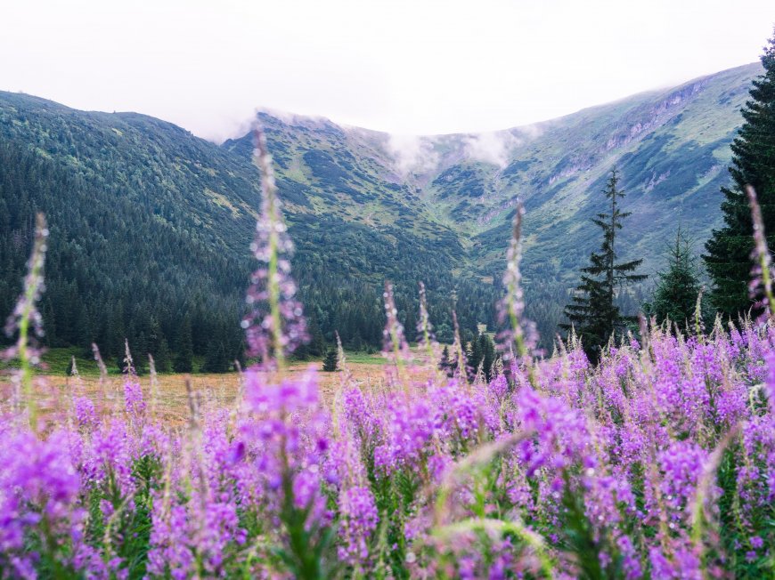 紫色火绒草花海山谷云雾青绿自然风景电脑壁纸