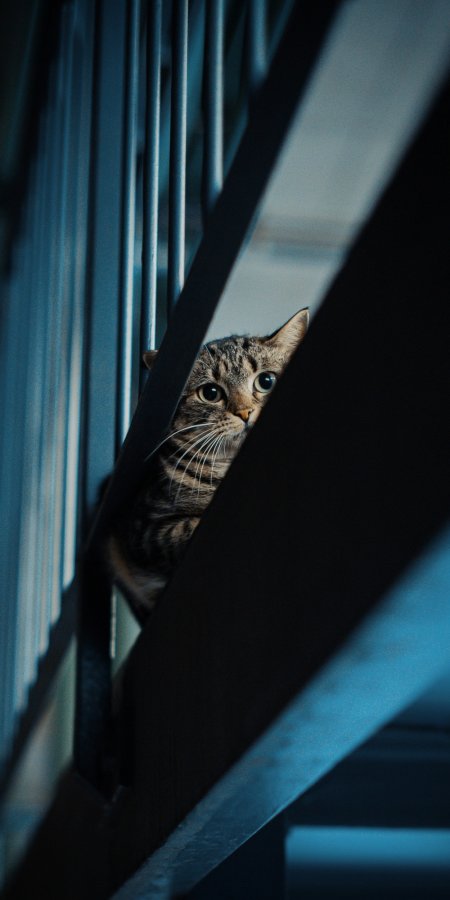 虎斑猫探头金属栏杆间蓝调可爱宠物手机壁纸
