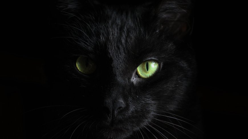 黑猫绿瞳凝视暗黑动物萌宠电脑壁纸