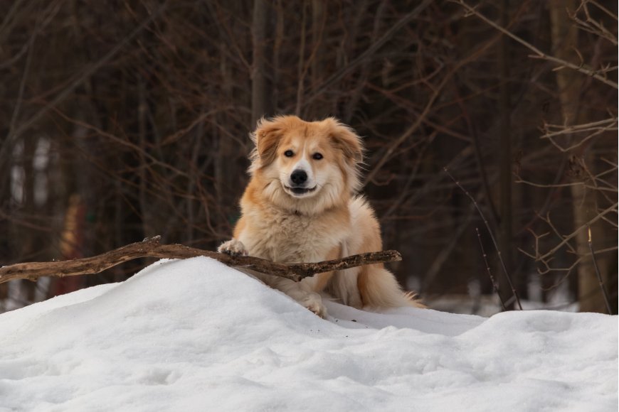 金毛犬雪堆叼枝微笑暖棕萌宠电脑壁纸