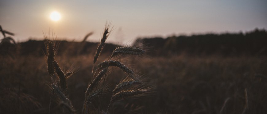 金色麦穗夕阳余晖暖棕自然风景电脑壁纸