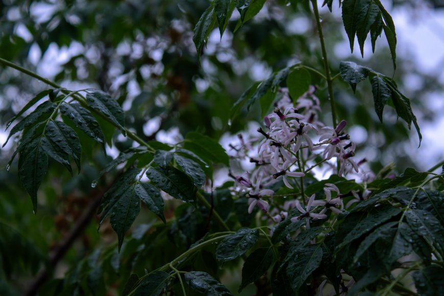 雨后楝树花叶滴水淡紫绿意花卉植物电脑壁纸