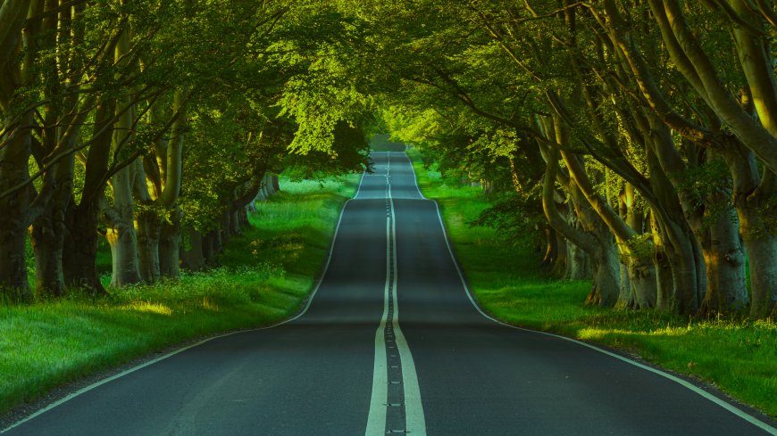 林荫隧道公路延伸绿意盎然自然风景电脑壁纸
