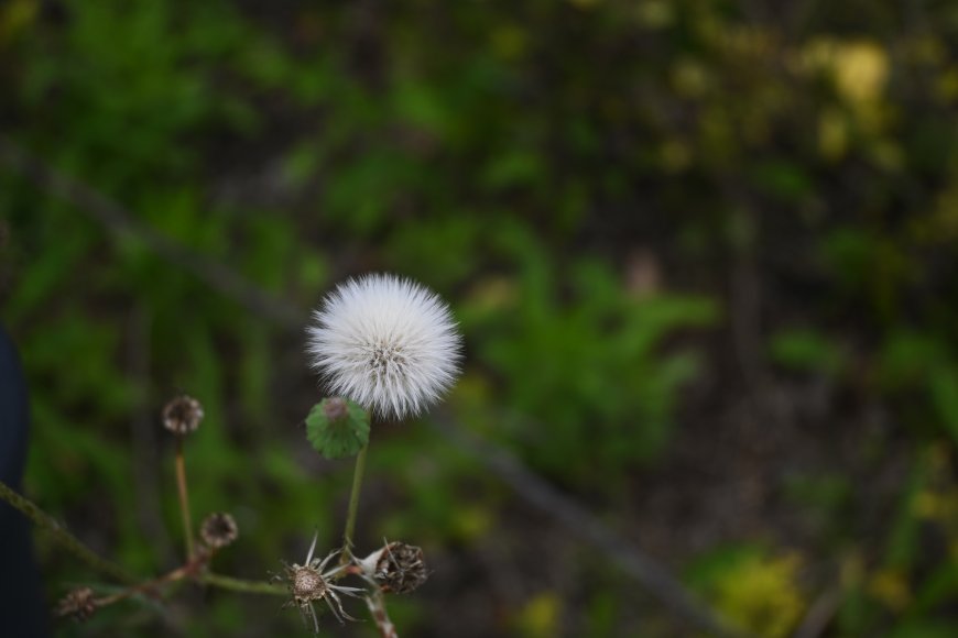 蒲公英种子球蓬松洁白绿背景花卉植物电脑壁纸