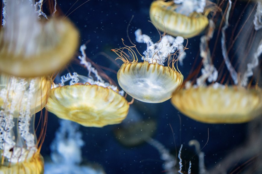 水母群游动深蓝透明海洋生物电脑壁纸