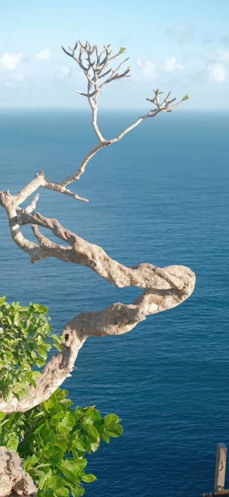 枯枝伸展碧海蓝天自然风景手机壁纸