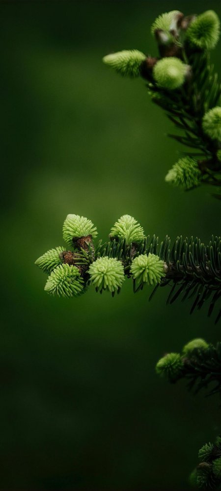 松树枝头嫩芽簇拥翠绿护眼植物手机壁纸
