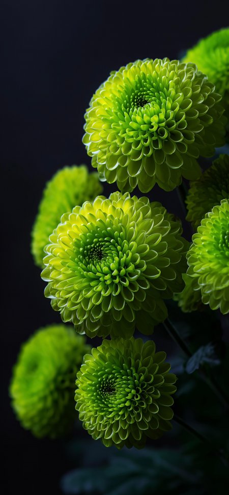 鲜绿菊花层层叠叠绽放深黑背景花卉植物手机壁纸
