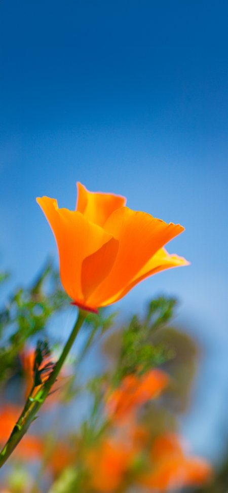 橙色花朵迎风绽放蓝白清新花卉植物手机壁纸