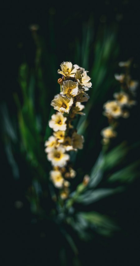 淡黄小花簇拥绽放暗绿背景花卉植物手机壁纸