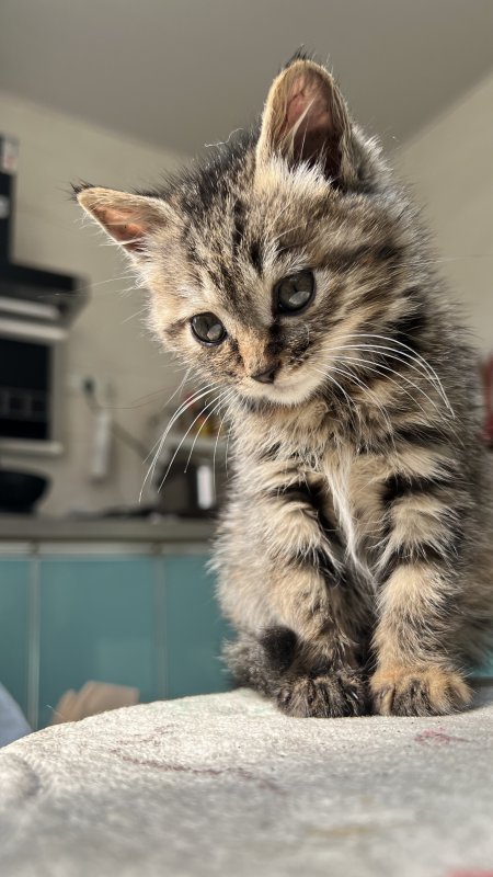 虎斑小猫歪头凝视灰棕萌宠手机壁纸
