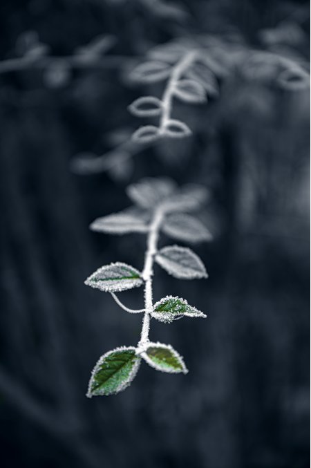霜覆绿叶枝条微垂冷蓝植物手机壁纸