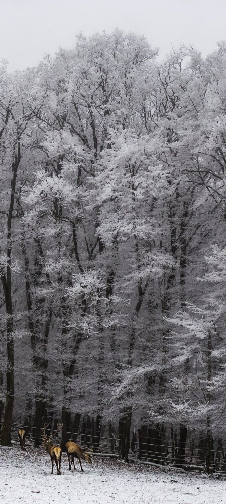 雪覆森林鹿群漫步灰白自然风景手机壁纸