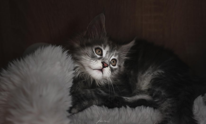 银灰长毛小猫仰望眼神清澈暗棕萌宠电脑壁纸