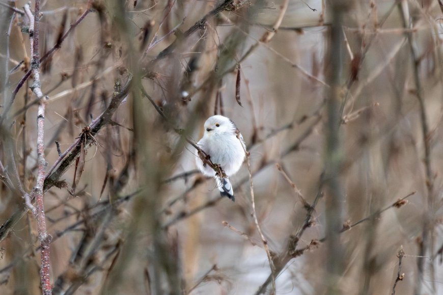 北长尾山雀栖息枯枝灰褐萌宠动物电脑壁纸