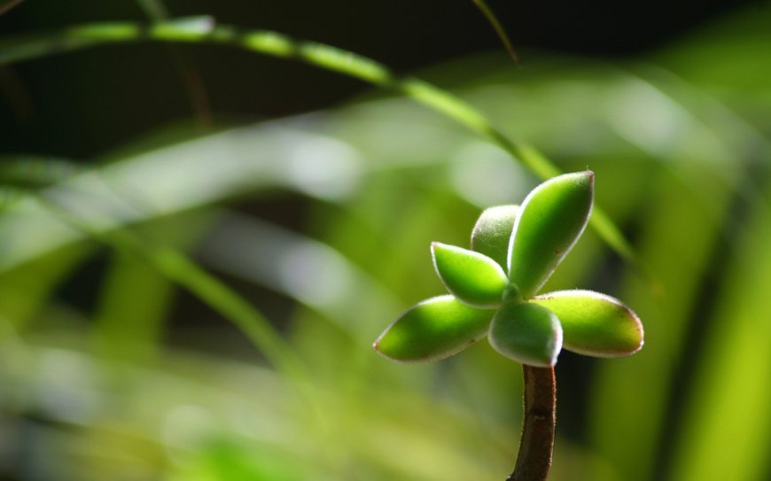 多肉植物绒毛叶片透光嫩绿花卉植物电脑壁纸
