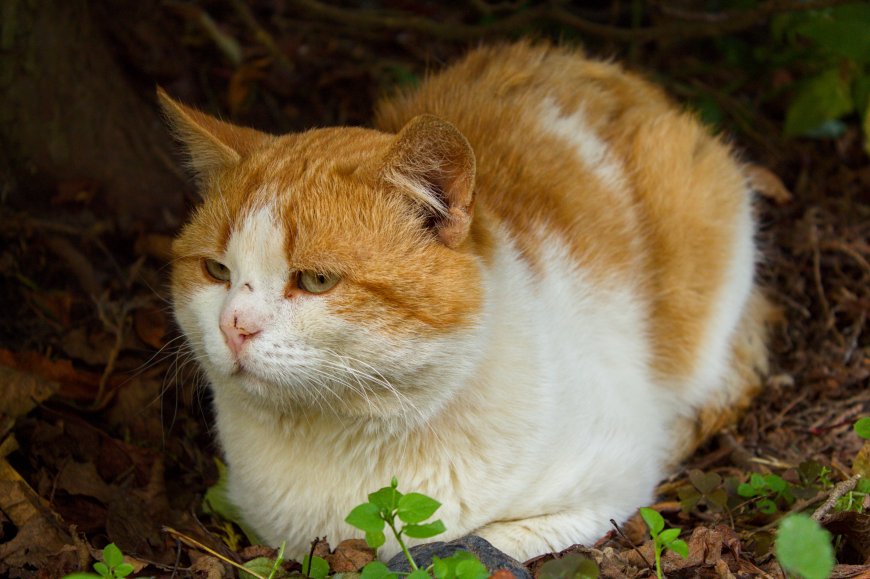 橘白相间猫咪林间静卧暖棕萌宠电脑壁纸