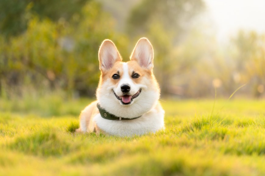 柯基犬草地躺卧吐舌微笑暖黄萌宠电脑壁纸