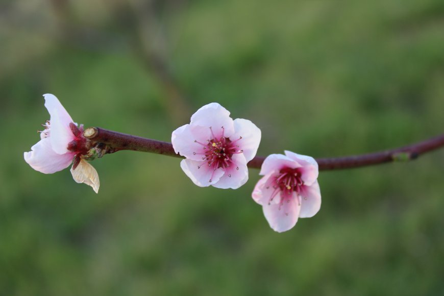 桃花枝头绽放粉白花瓣嫩蕊初开绿意背景花卉植物电脑壁纸