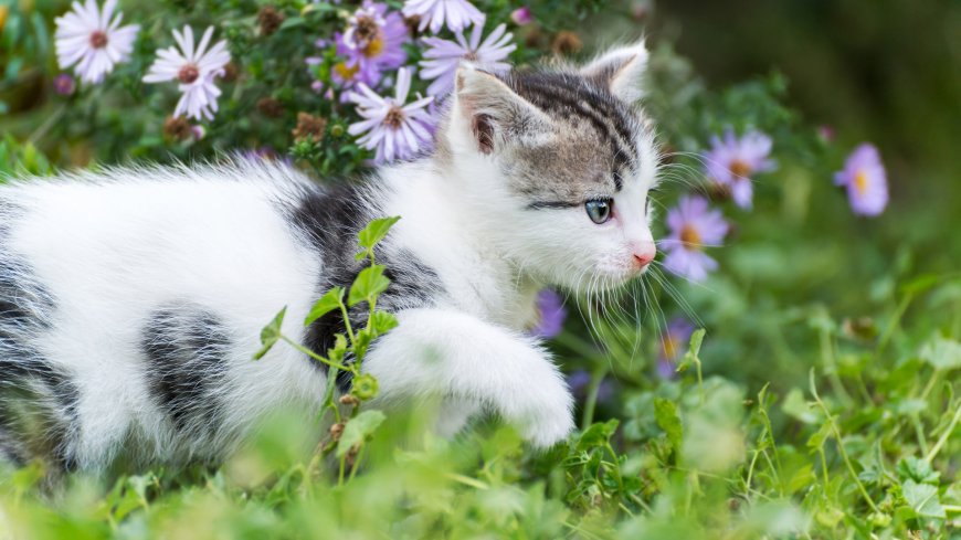 小奶猫草地探步蓝眼白灰萌宠动物电脑壁纸