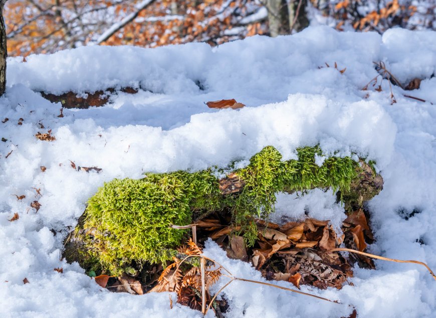 雪地青苔覆枯木冬日林间白绿自然风景电脑壁纸