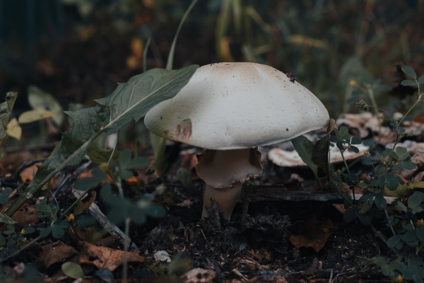 野生白蘑菇林间静立暗绿花卉植物电脑壁纸