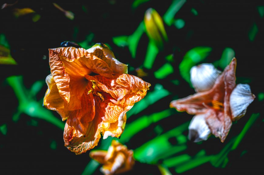 枯萎萱草花瓣褶皱橙白绿叶背景花卉植物电脑壁纸