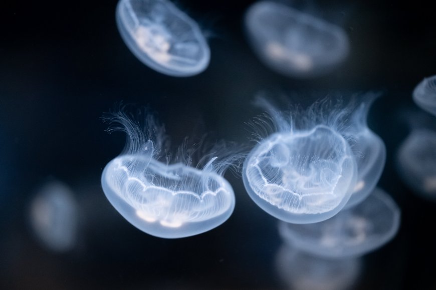 水母群透明飘逸蓝白海洋生物动物电脑壁纸