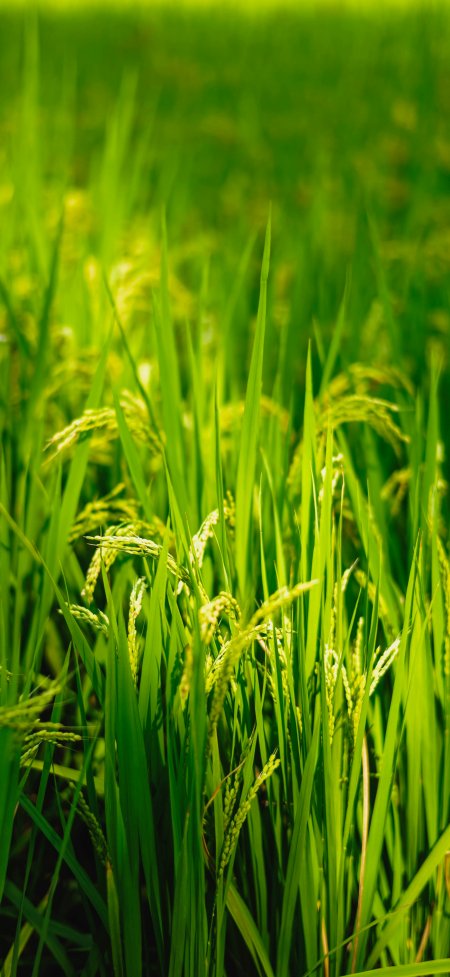 稻田青翠饱满穗粒阳光绿意护眼植物手机壁纸