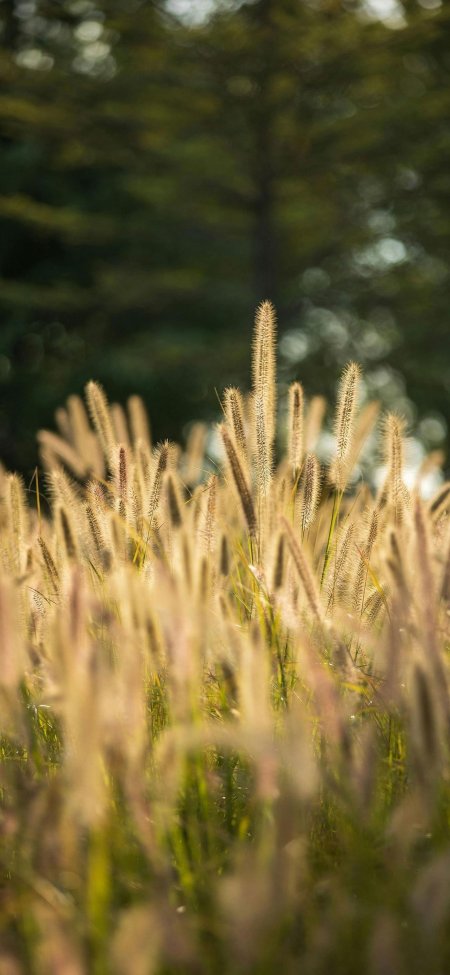 狗尾草随风摇曳金黄暖调花卉植物手机壁纸