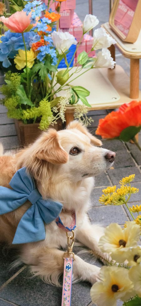 金毛犬狗狗戴蓝蝴蝶结坐花丛中暖彩萌宠手机壁纸