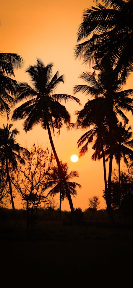 椰林剪影夕阳西下暖橙自然风景手机壁纸