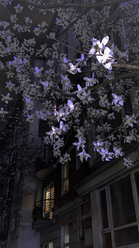 夜色中玉兰花枝繁茂绽放紫白光影城市建筑手机壁纸