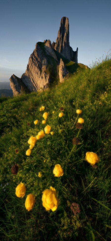 阿尔卑斯山峰巍峨耸立黄花遍野绿草如茵蓝白自然风景手机壁纸