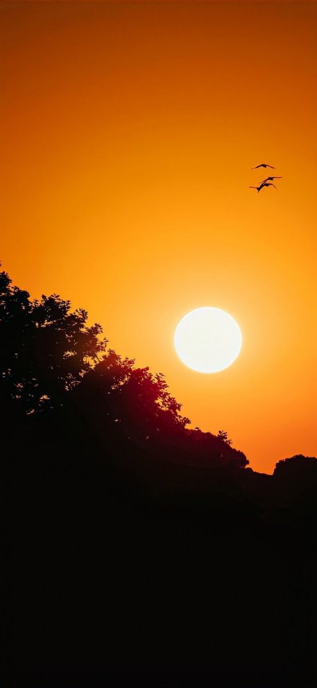 夕阳西下金橙满天飞鸟掠影山林剪影风景手机壁纸