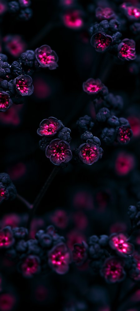 深紫花瓣荧光玫红绽放暗黑花卉植物手机壁纸